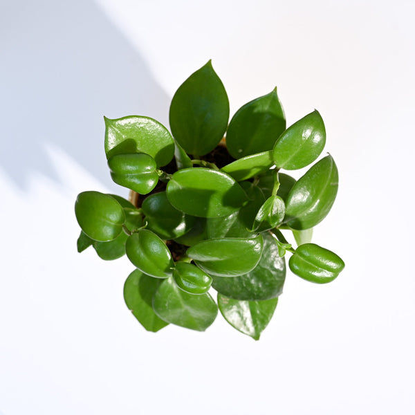 Ugaoo Succulent Live Peperomia Green Creeper Pet Safe Plant with Pot