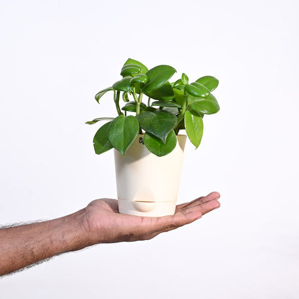 Ugaoo Succulent Live Peperomia Green Creeper Pet Safe Plant with Pot