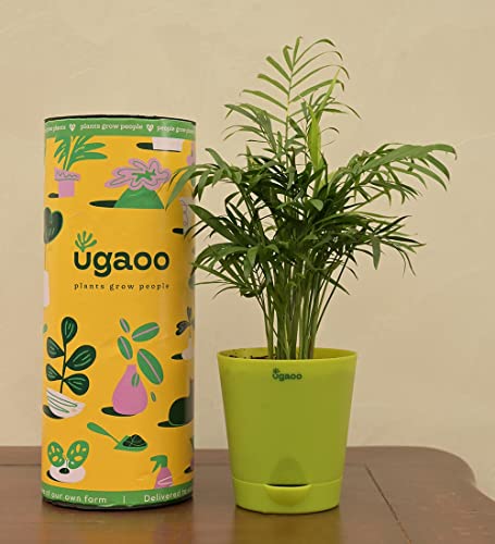 Ugaoo Bamboo Palm Pet Safe Plant with Self Watering Pot