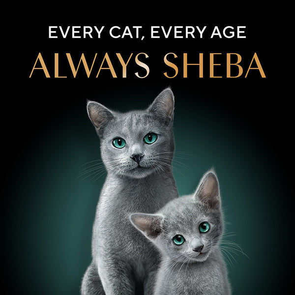 Sheba Maguro & Bream Fish Mix Premium Cat Wet Food