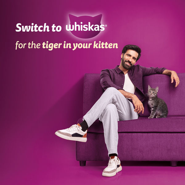 Whiskas Ocean Fish Kitten Cat Dry Food