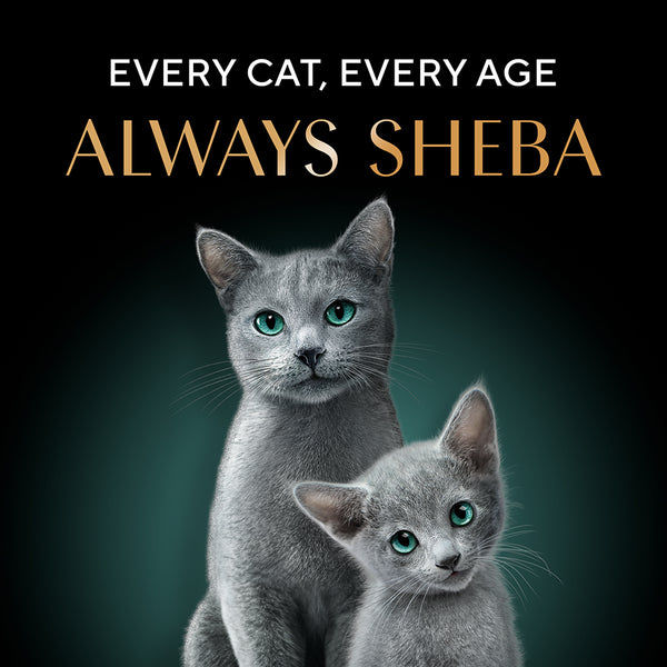 Sheba Pure Tuna Filets in Jelly Premium Cat Wet Food
