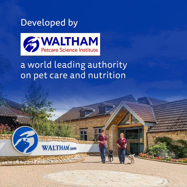 Pedigree Dentastix Oral Care for Adult (Medium Breed of 10 to 25 kg) Dog Treats