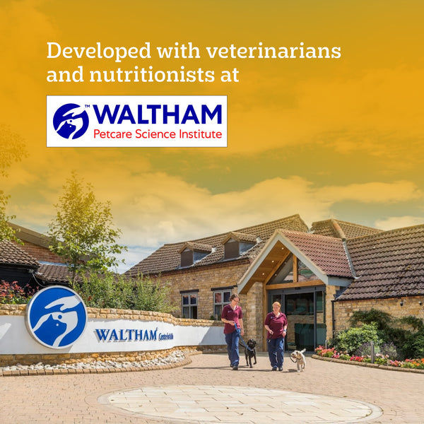 Pedigree Chicken and Liver Chunks in Gravy Adult Dog Wet Food (70g)