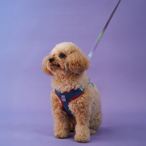 Skatrs Everyday Ready Harness & Leash Set for Small Breed Dogs & Cats (Blue)