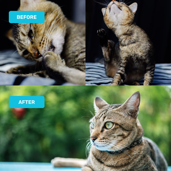 Absolut Pet Probiotics Gut Health Creamy Supplements for Cats