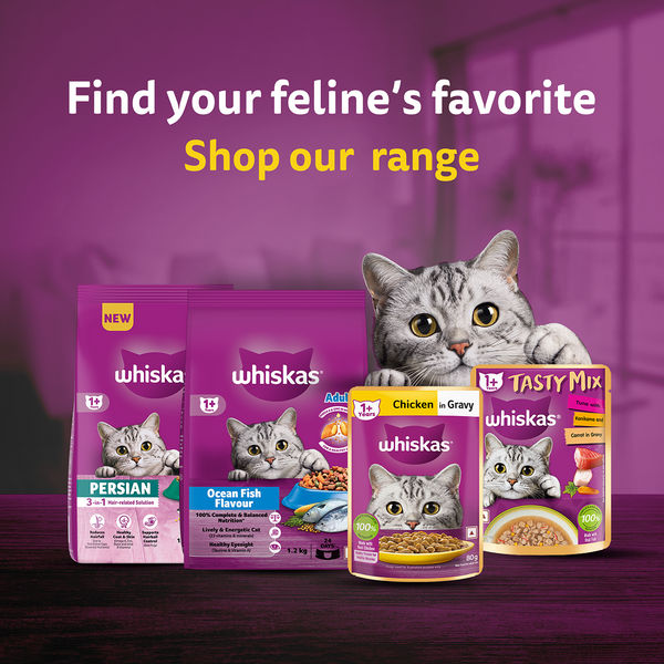 Whiskas Chicken Flavour Cat (Adult 1+) Dry Food