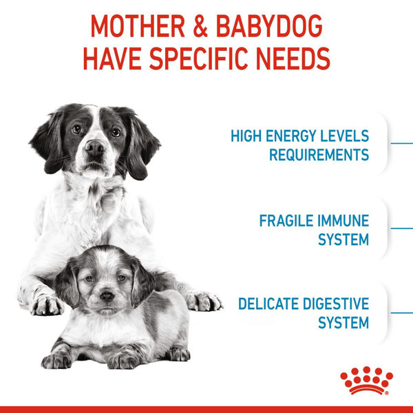 Royal Canin Medium Starter Dry Food for Medium Breed Dog and Puppies and Medium Puppy Dog Wet Food Combo