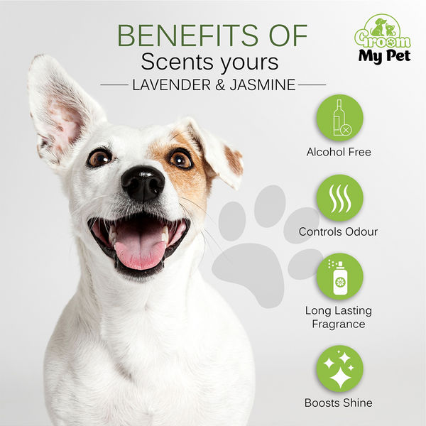 Groom My Pet Lavender and Jasmine Pampered Pooch Cologne for Dogs