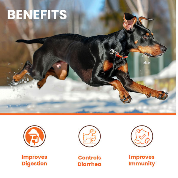 Lickicious Pre and Probiotics Sachets,Gut Health & Digestion for Dogs & Cats