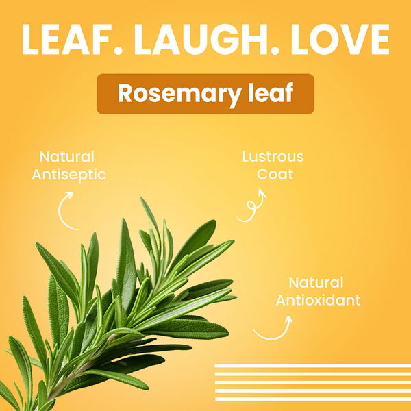 Bark Out Loud Soft Coat Puppy Shampoo for Dogs