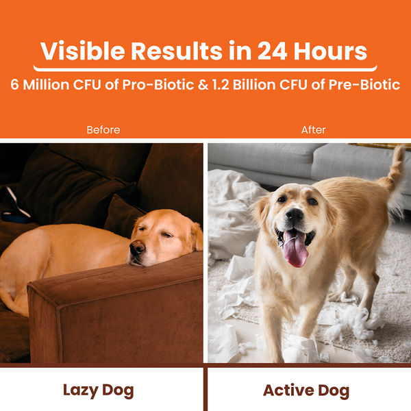 Lickicious Pre and Probiotics Sachets,Gut Health & Digestion for Dogs & Cats
