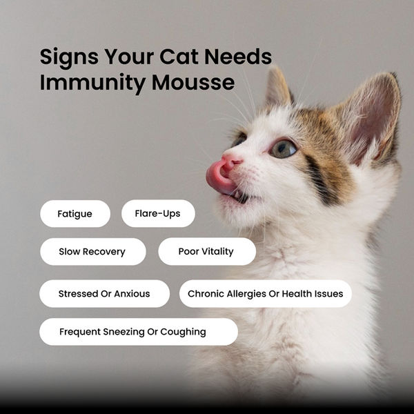 Absolut Pet Immunity Mousse Cat Supplement
