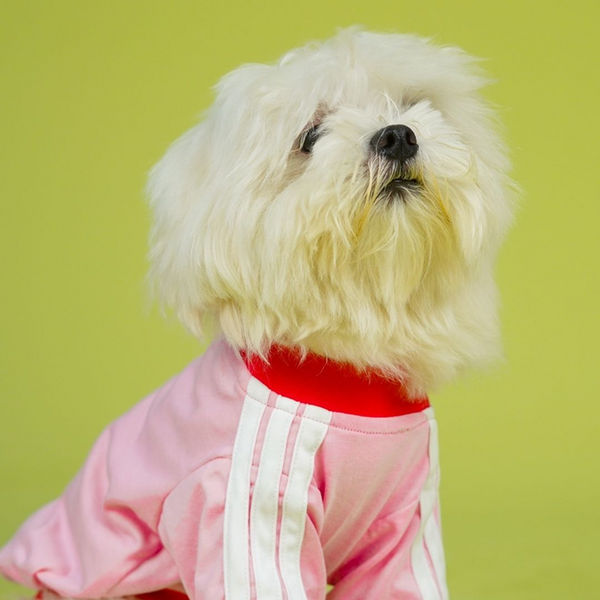 Pets Way Dive In Stripes Tshirt for Dogs (Blush)