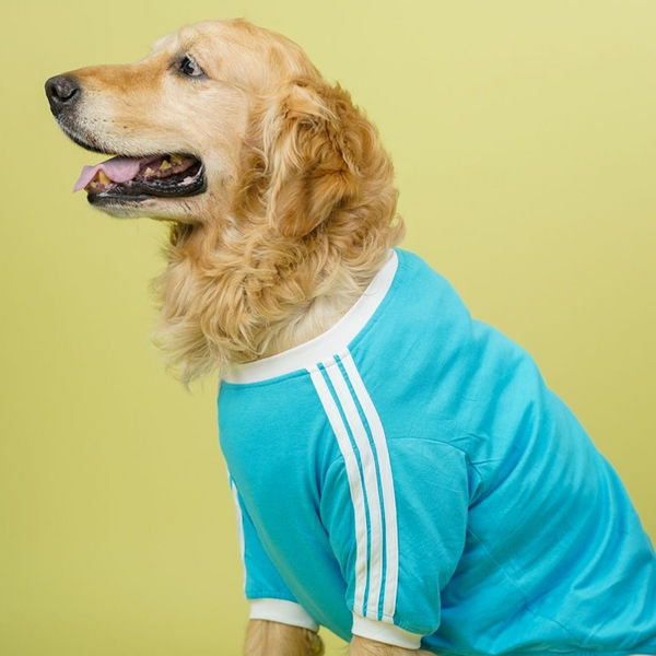 Pets Way Dive In Stripes Tshirt for Dogs (Ocean)
