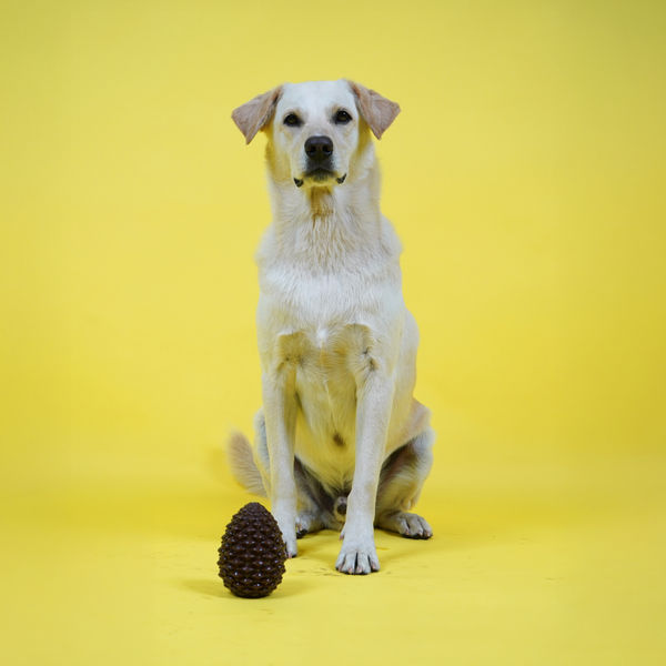 Skatrs Pinecone Treat Dispenser for Dogs (Brown)