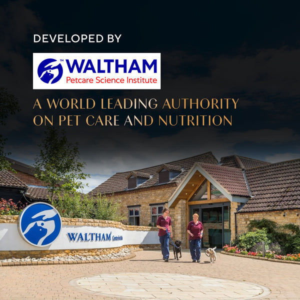 Sheba Tuna Flavor and Tuna & Prawn Maguro Selection Melty Premium Cat Treats