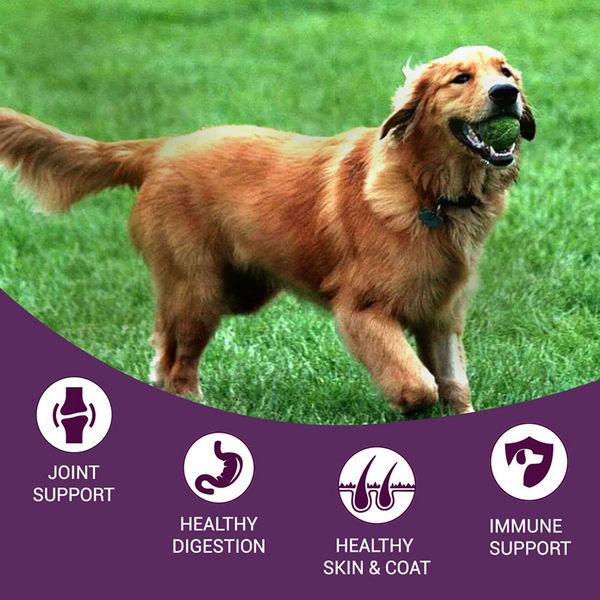 Bowlers Nutrimax Chicken and Vegetables Adult Dog Dry Food