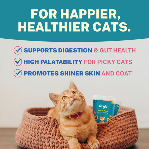 Smylo Kitten Tuna Salmon, Pumpkin, Fresh & No-Preservative Wet Cat Food