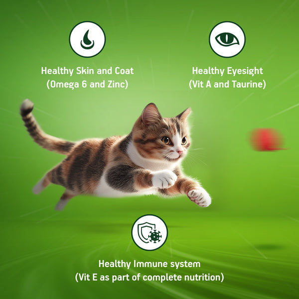 Kitekat Ocean Fish Adult Cat Dry Food