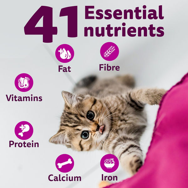 Whiskas Ocean Fish Kitten Cat Dry Food