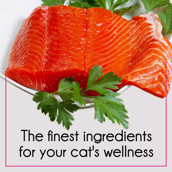 Purepet Ocean Fish and Tuna and Salmon Adult Cat Dry Food Combo