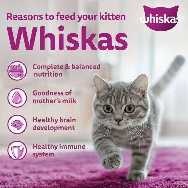 Whiskas Mackerel Flavour Kitten (2 to 12 months)Cat Dry Food