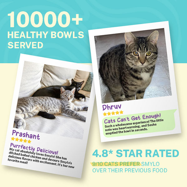 Smylo Kitten Tuna Salmon, Pumpkin, Fresh & No-Preservative Wet Cat Food
