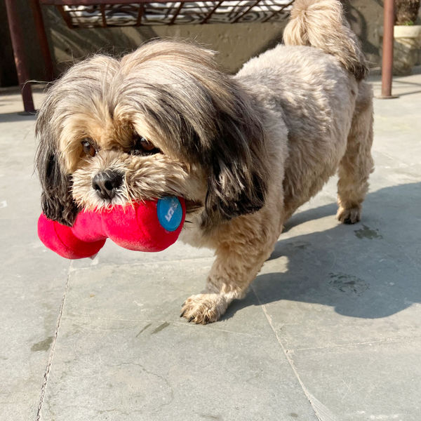 Goofy Tails Gym Series Dumbbell Plush Toy for Dogs (Red)