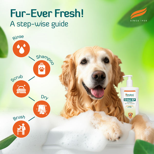 Himalaya Erina EP Tick and Flea Shampoo and Himpyrin Anti Inflammatory & Pain Relief Drops for Dogs and Cats Combo