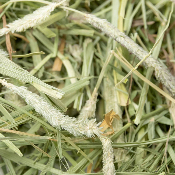 Science Selective Timothy Hay for Rabbits and Guniea Pigs