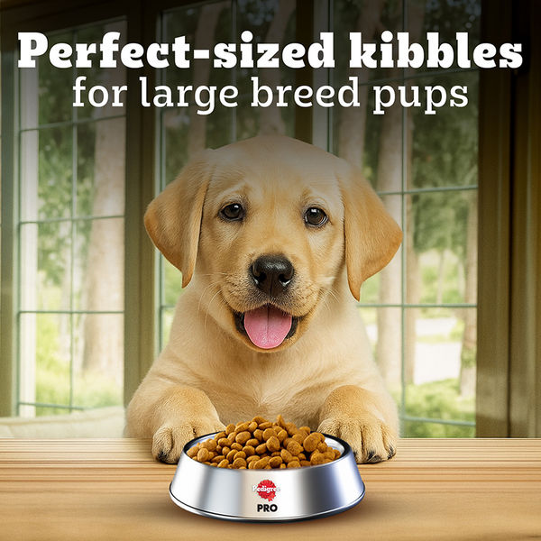 Pedigree PRO Expert Nutrition for Large Breed Puppy(3 to 18 Months) Dry Food