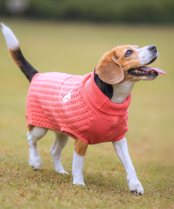 Pet Set Go Cable Knit Sweater for Dogs (Peach)