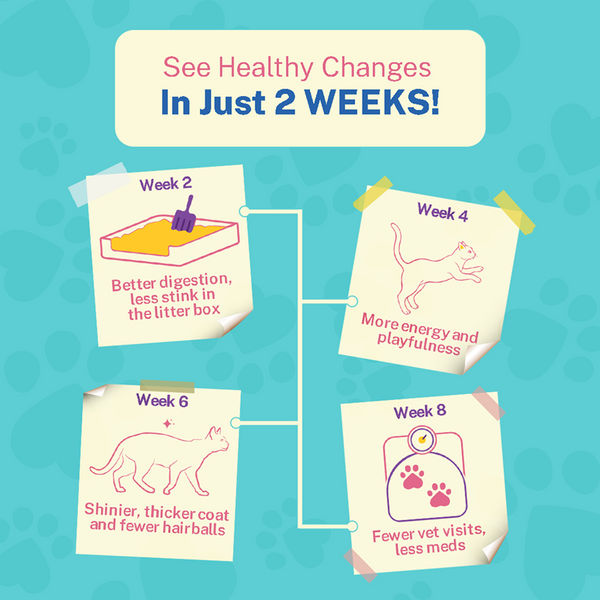 Smylo Adult Tuna Salmon & Pumpkin, Fresh & No-Preservative Wet Cat Food