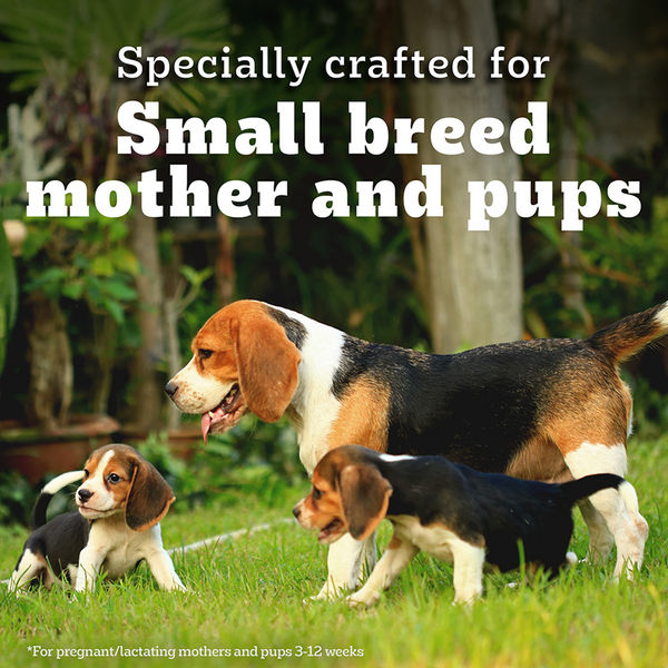 Pedigree PRO Expert Nutrition Lactating/Pregnant Mother & Puppy Starter (3 to 12 Weeks) Small Breed Dog Dry Food