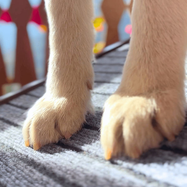 FurryLiving Wooden Ramp with Safety Rails for Dogs and Cats (Dark Brown)