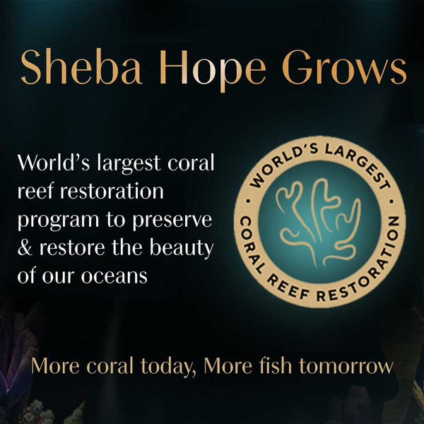 Sheba Chicken Loaf Rich Premium Adult Fine Cat Wet Food