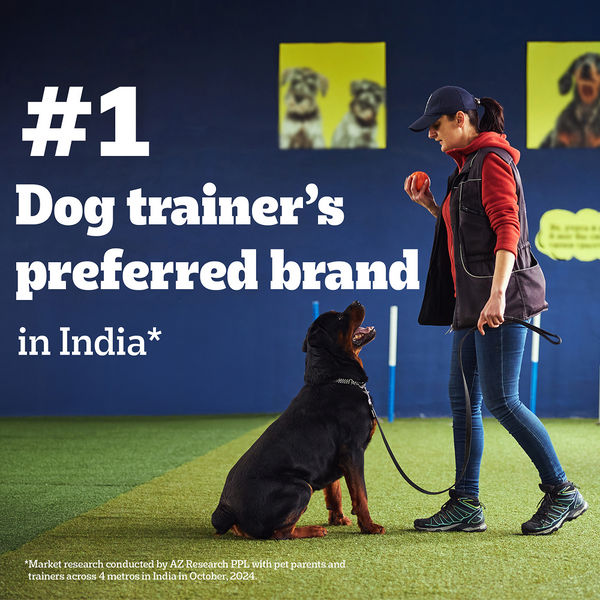 Pedigree Chicken Flavour Biscrok Dog Biscuits Dog Treats (500g)