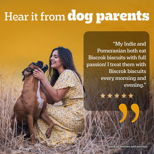 Pedigree Chicken Flavour Biscrok Dog Biscuits Dog Treats (500g)