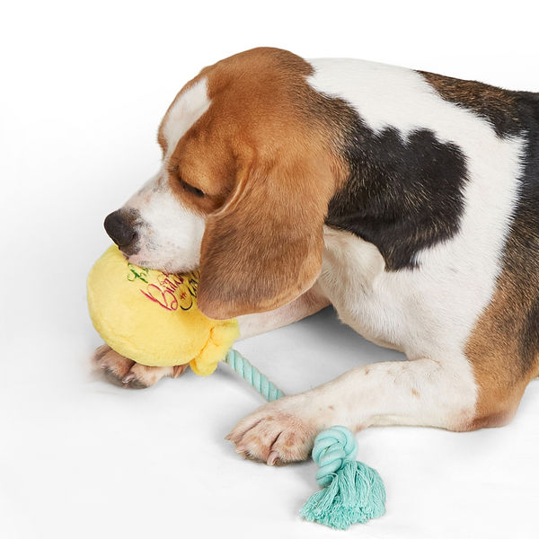 Barkbutler x Fofos Birthday Balloon Plush Toy for Dogs