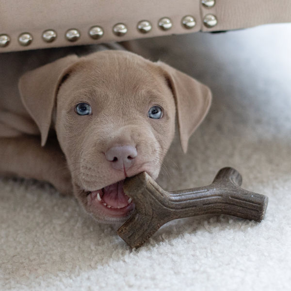 Benebone Maplestick and Zaggler Bacon Chew Toys for Puppy