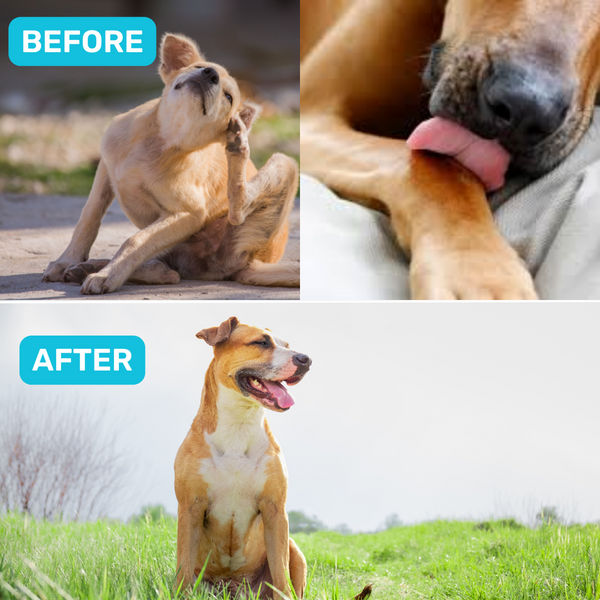 Absolut Pet Probiotics Gut Health Dog Supplement