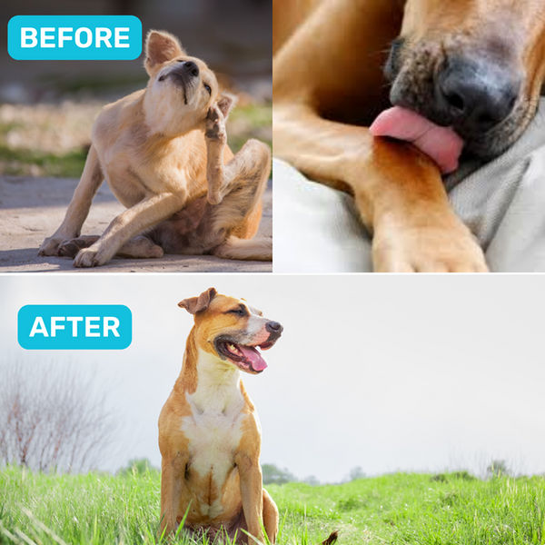 Absolut Pet Probiotics Hypoallergenic Gut Health Dog Supplement