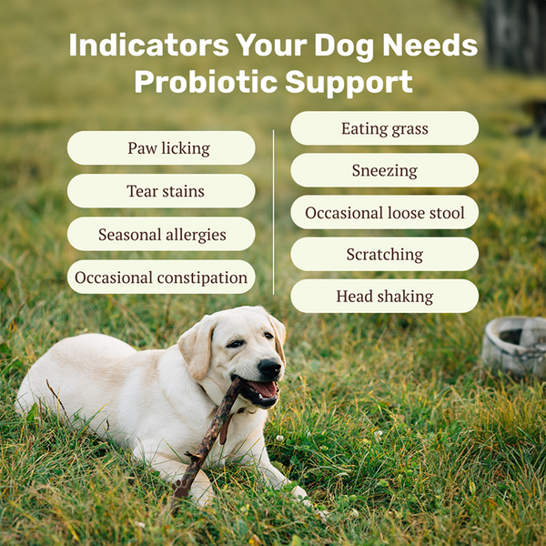 Absolut Pet Probiotics Hypoallergenic Gut Health Dog Supplement