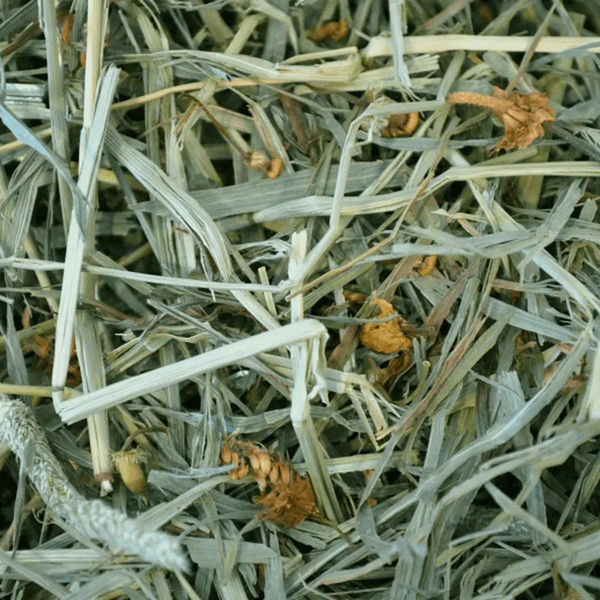 Oxbow Botanical Hay Dry Food for Rabbits and Guinea Pigs