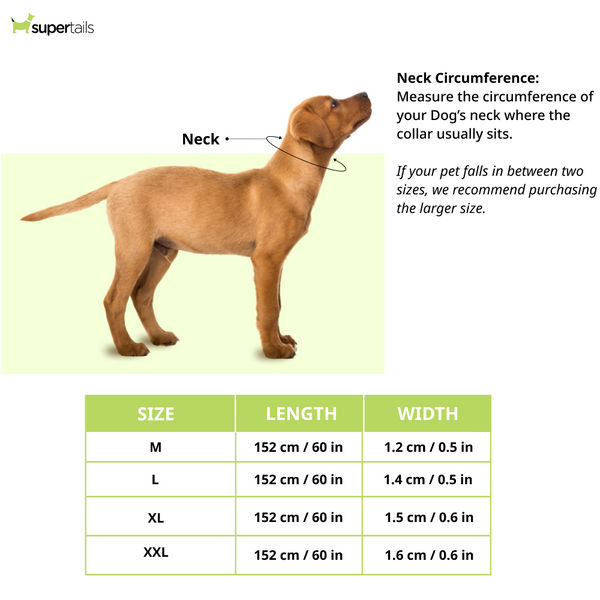 Chullbull Heavy Duty Brass Chain Leash for Dogs (Silver)