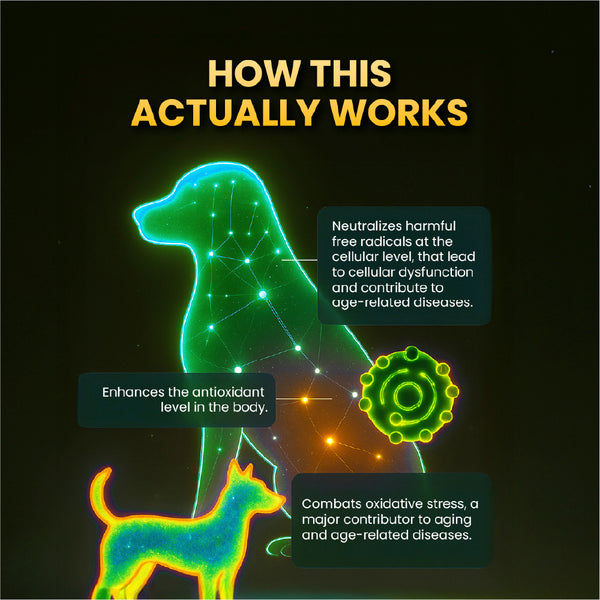 FurBall Story Supertonic Overall Wellness Syrup for Dogs and Cats