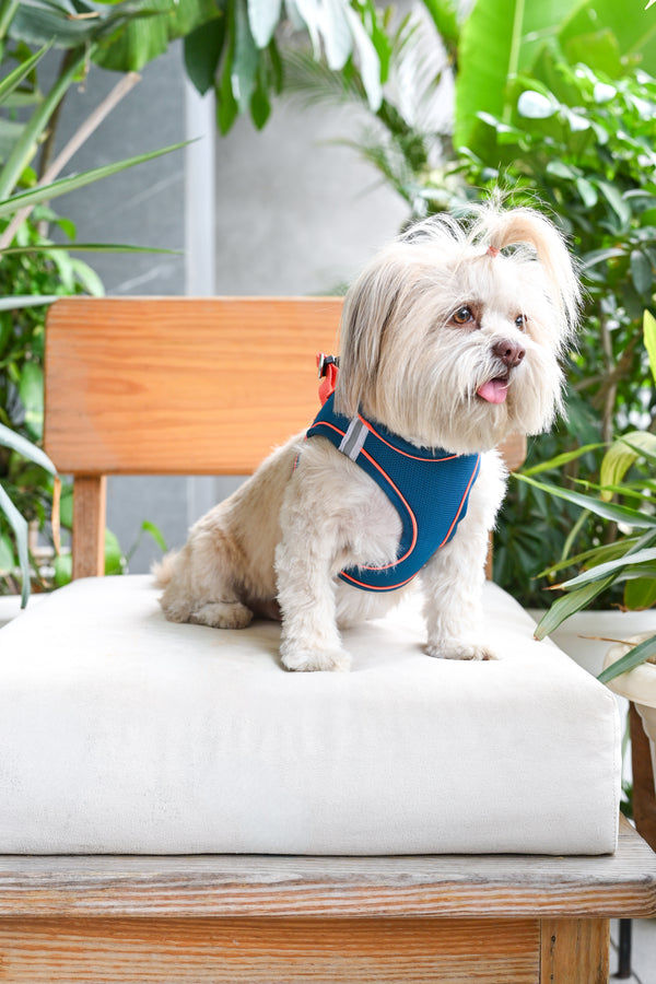 Pets Way Air Mesh Harness for Puppies & Small Dogs (Blue)