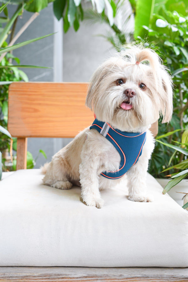 Pets Way Air Mesh Harness for Puppies & Small Dogs (Blue)