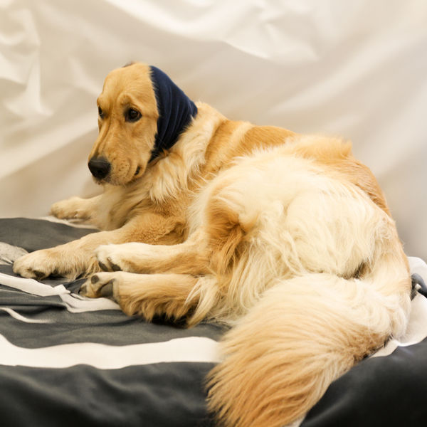 Skatrs Cold and Sound Protection Ear Muffs for Dogs and Cats (Blue)